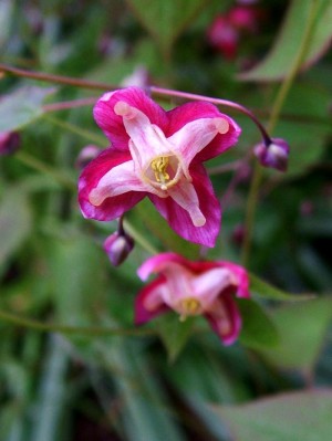 Epimedium czerwone (Epimedium rubrum)